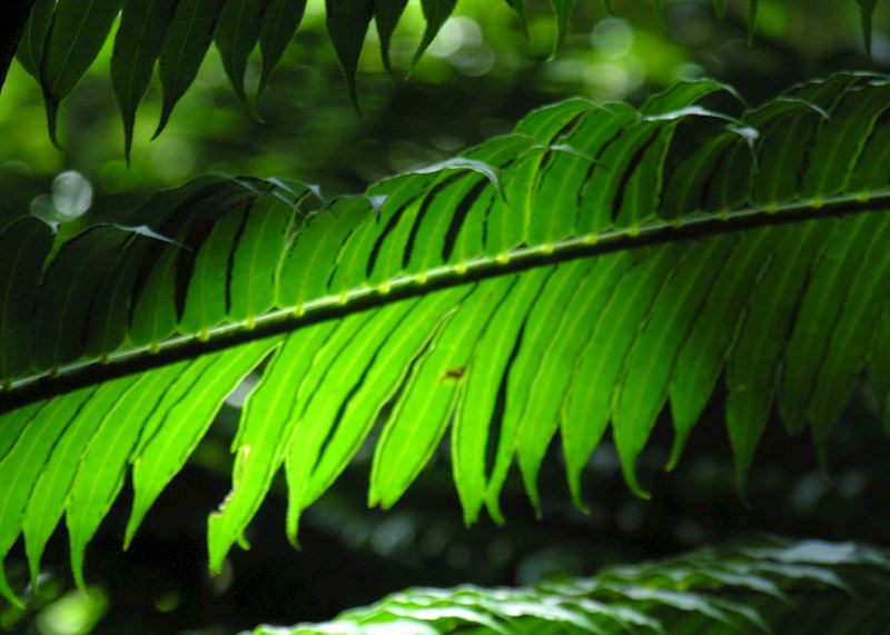 Daintree Rainforest, North Queensland