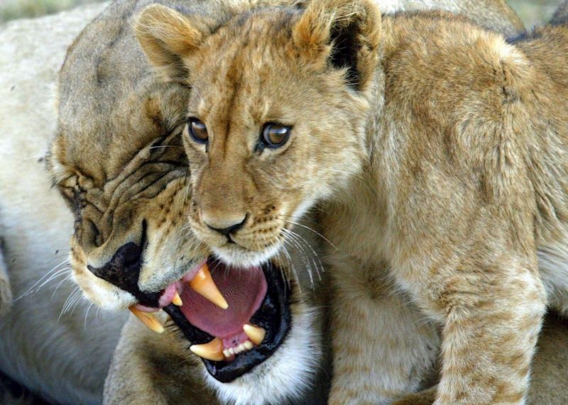 Lion cub & mother