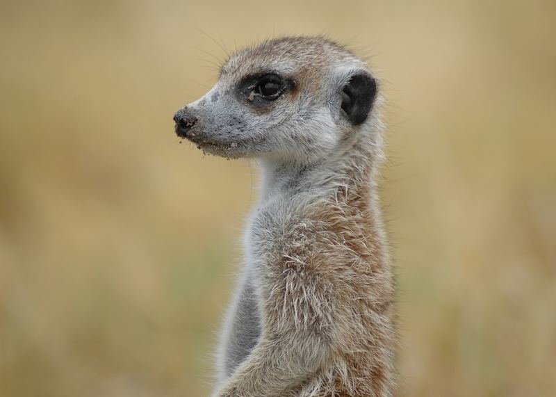 Meerkats in the Makgadikgadi Pans