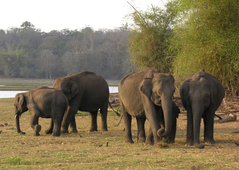 Elephants at Nagarhole