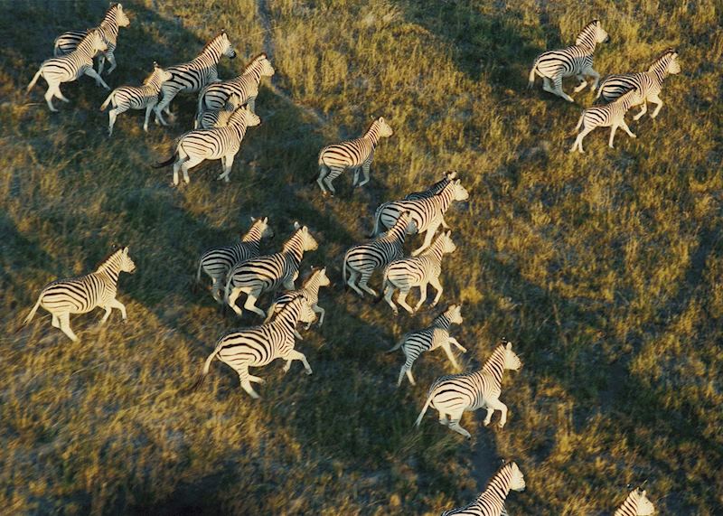 Zebra migration in the Kalahari