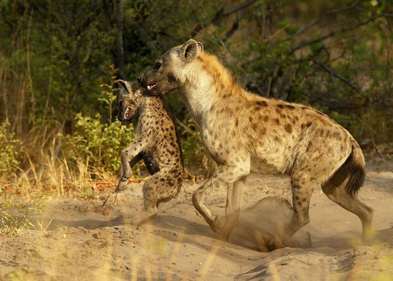 Hyena & pup