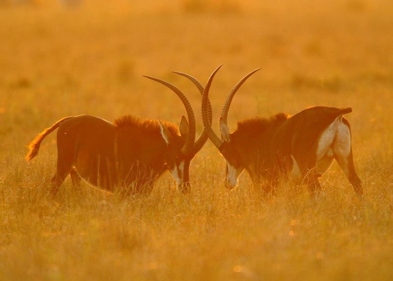 Sable antelope fighting