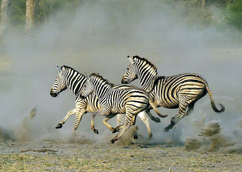 Zebra kicking up the dust