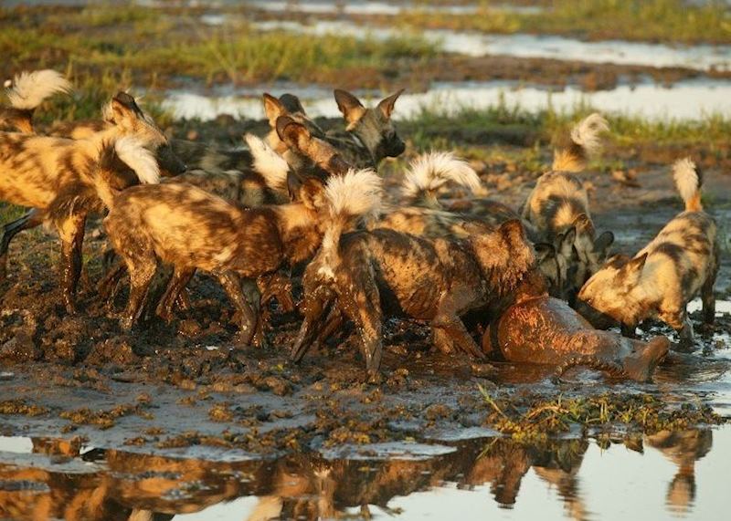 Wild dog on a kill