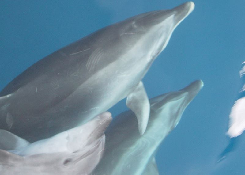 Dolphins, Galapagos Islands