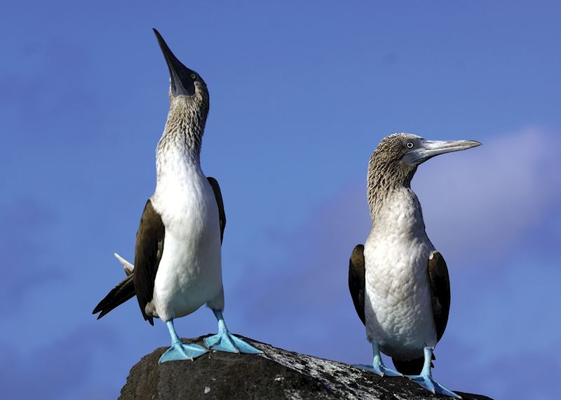Blue-footed boobies, Galapagos Islands