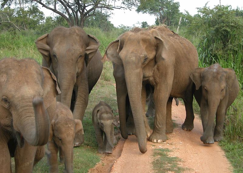 Wild elephants, Udawalawe National Park