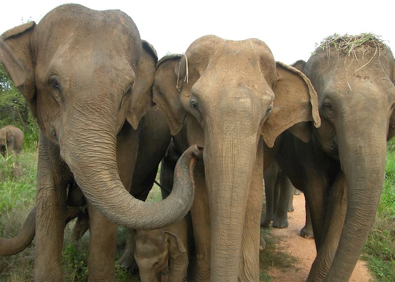 Wild elephants, Uda Walawe National Park