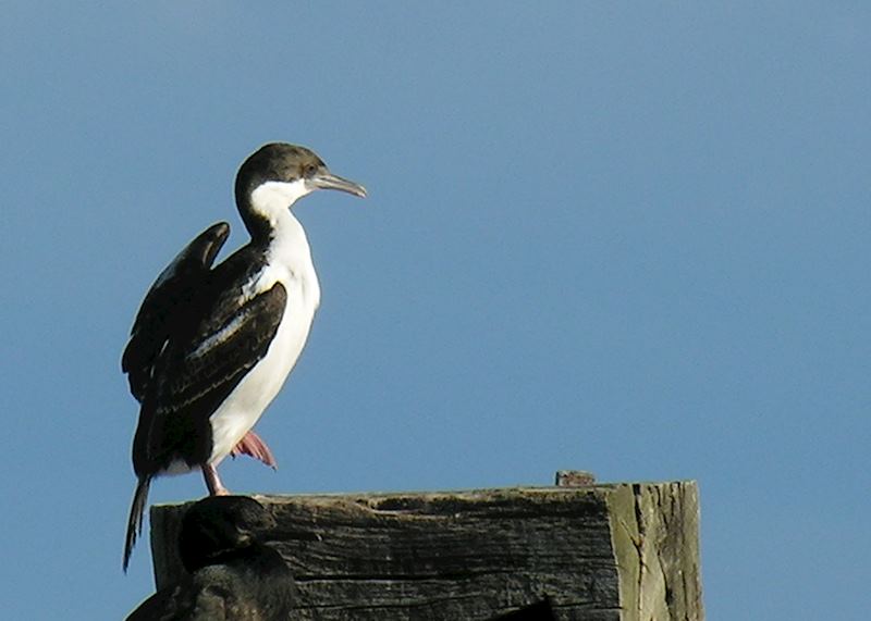 Cormorant, Punta Arenas