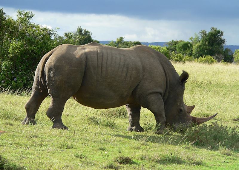 Rhino in Eastern Cape