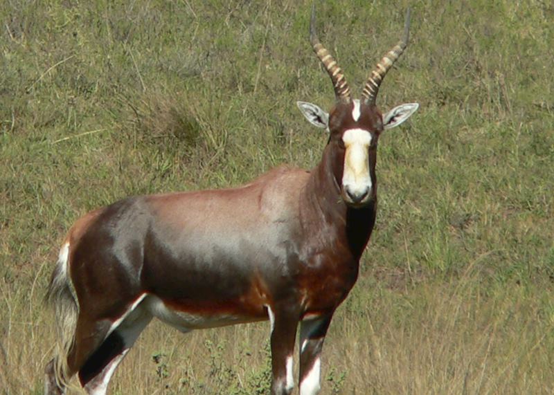 Antelope in Amakhala