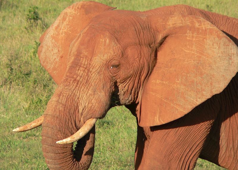 Elephant in Eastern Cape