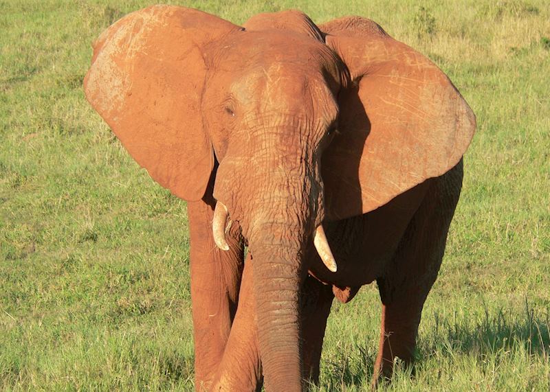 Elephant in Eastern Cape