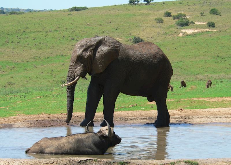 Elephant and Buffalo in Eastern Cape