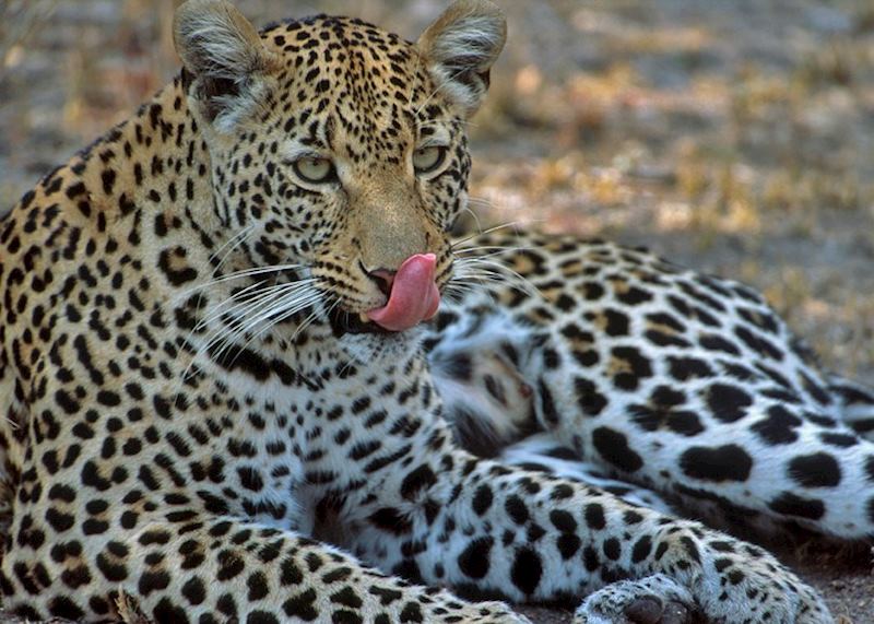 Leopard in Kruger Park