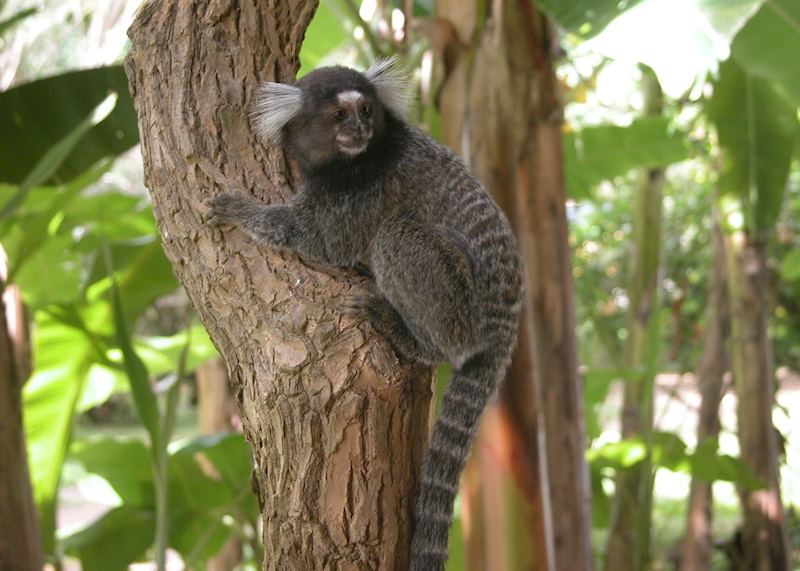 Monkey, Bahia, Brazil