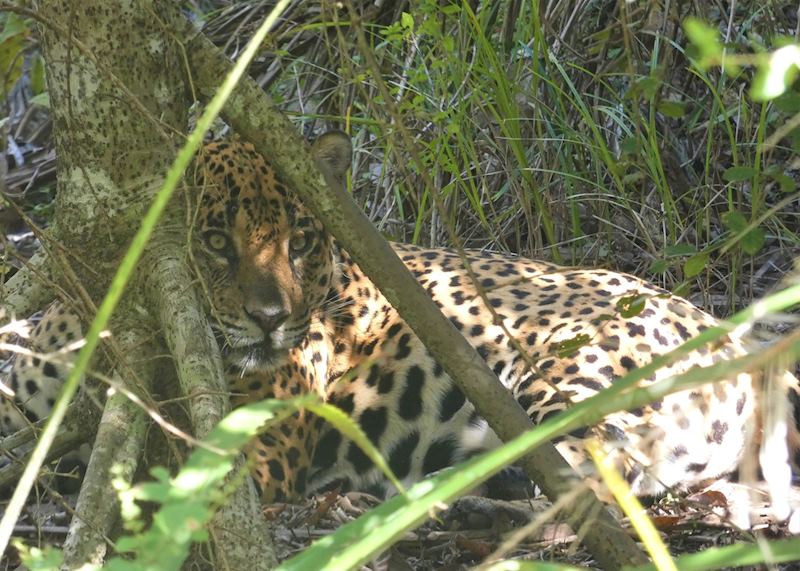 Jaguar in the Pantanal