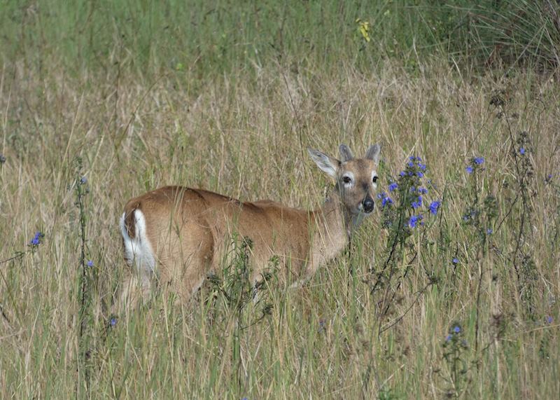 Deer in the Pantanal
