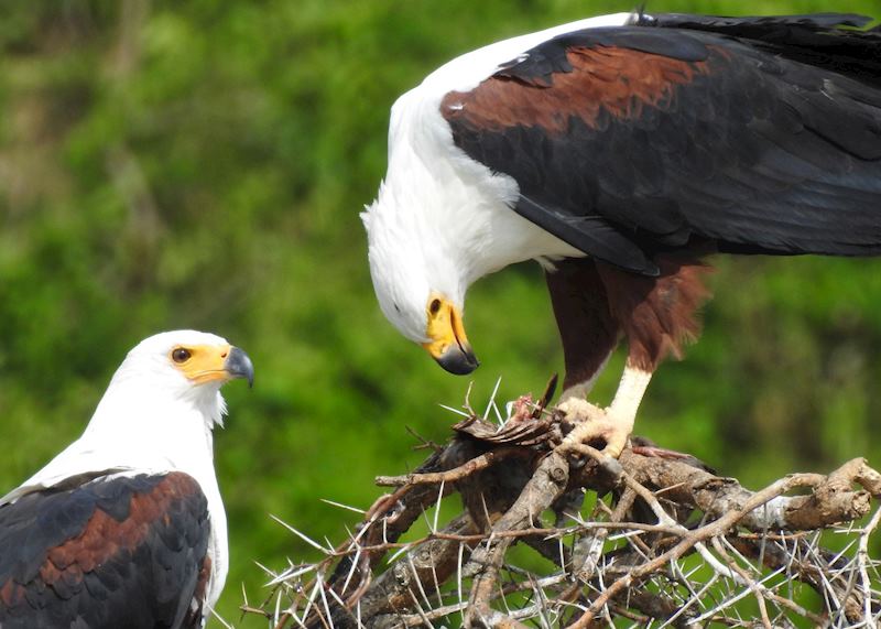 African fish eagles, Queen Elizabeth National Park, Uganda