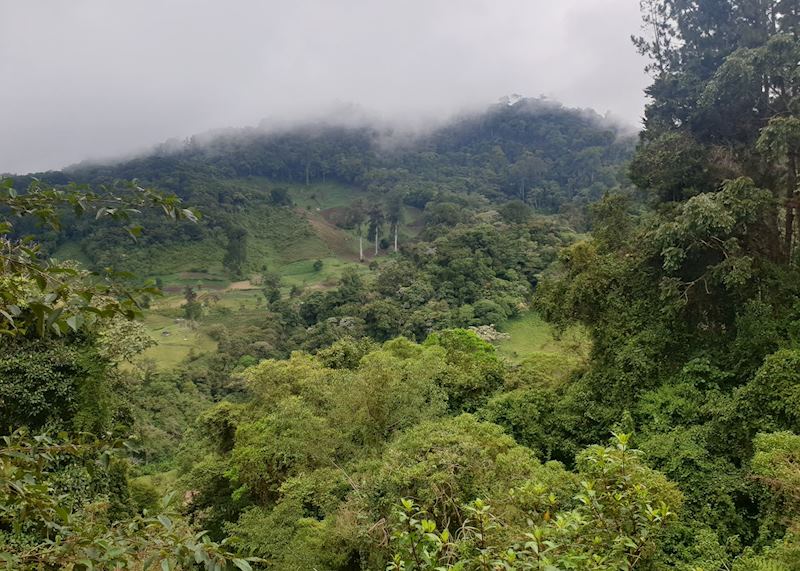 Cloudforest views, Boquete