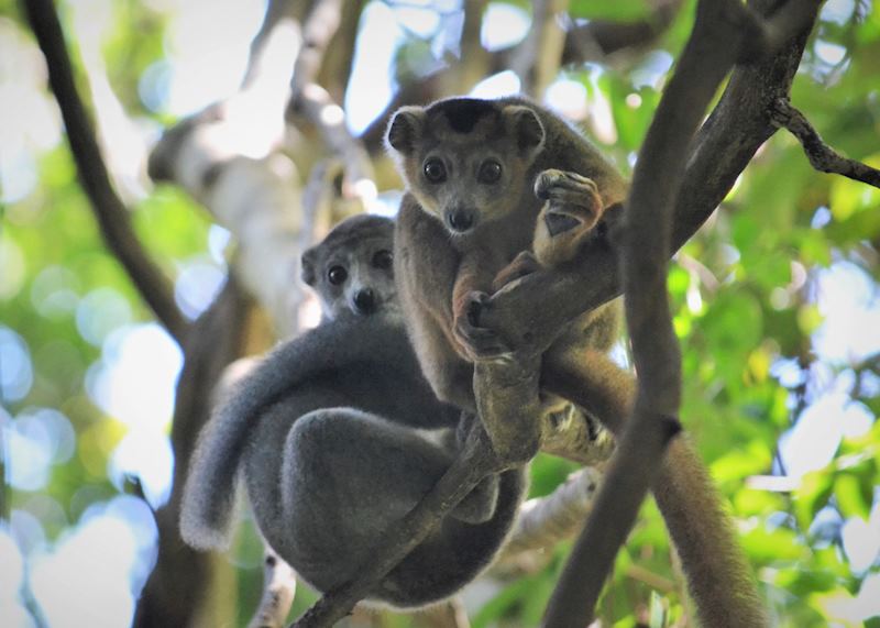 Crowned Lemurs
