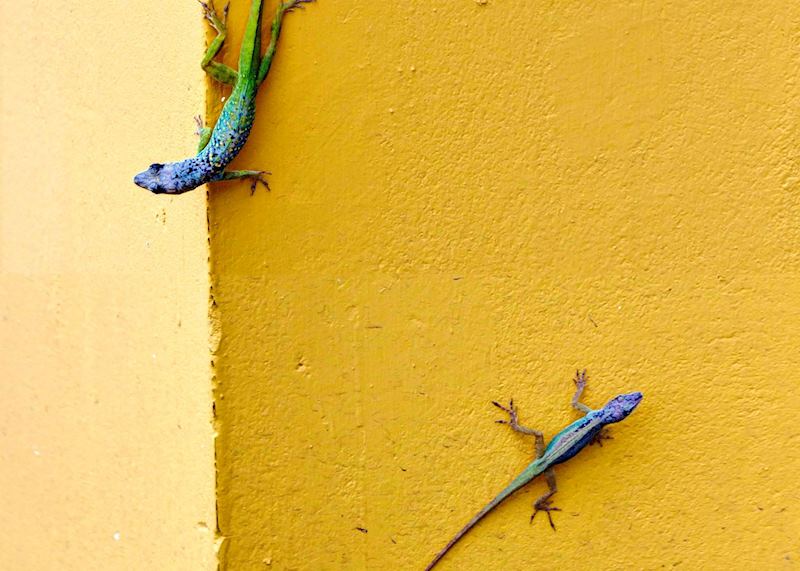 Gecko, Barbados