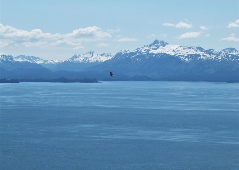 Eagle soaring over Kachemak Bay, Homer