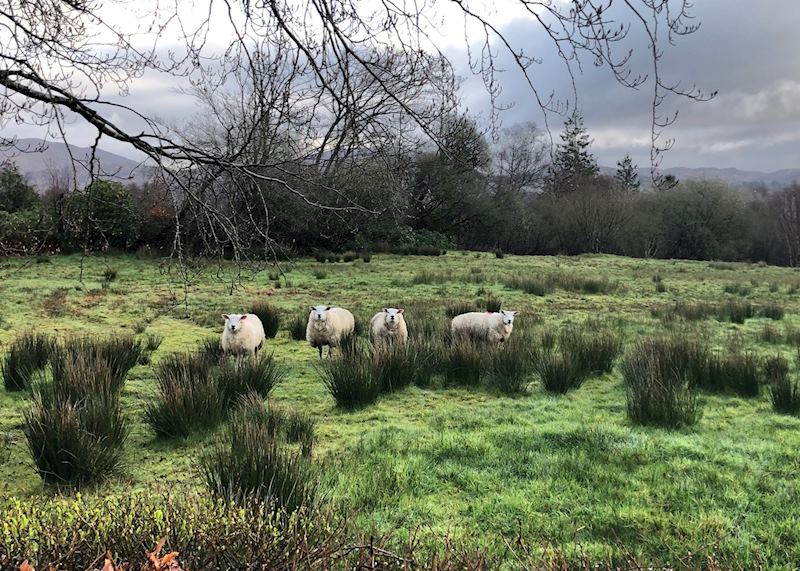 Sheep grazing in field