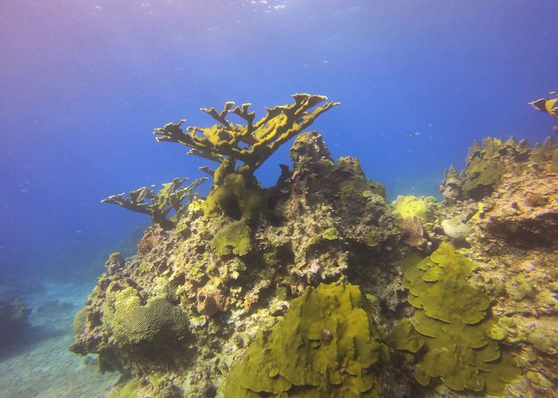 Diving in Saint Lucia 