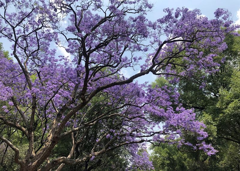 Jacaranda tree in Mexico City 