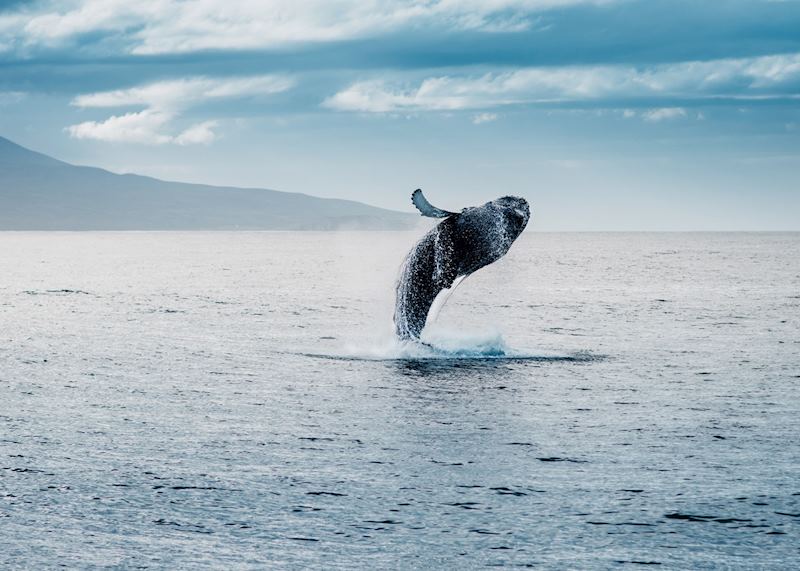 Humpback whale, Akureyri