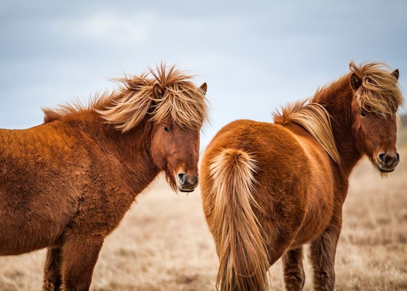 Icelandic horse
