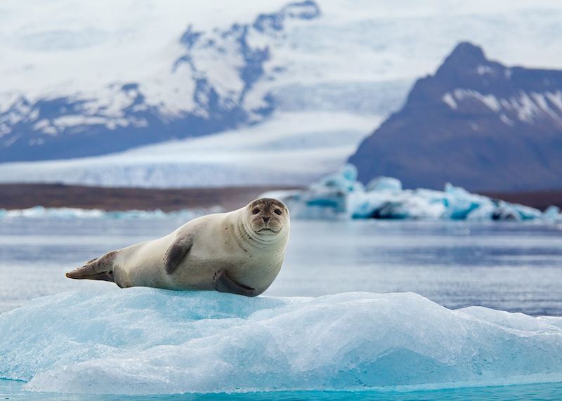 Jökulsárlón seal