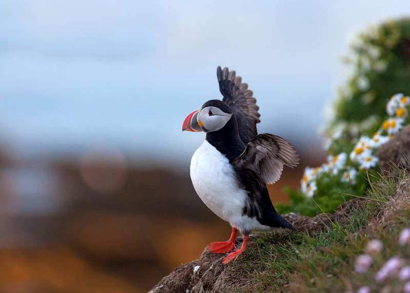Puffin taking flight