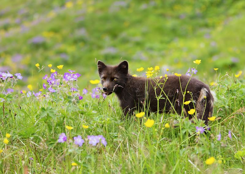 Arctic fox