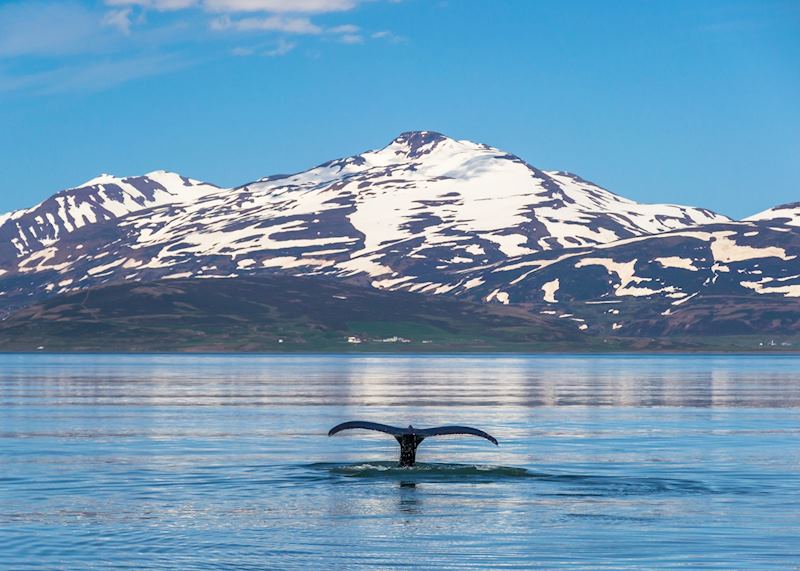 Whale watching in Iceland
