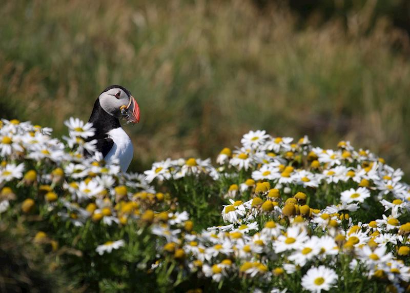 Puffin