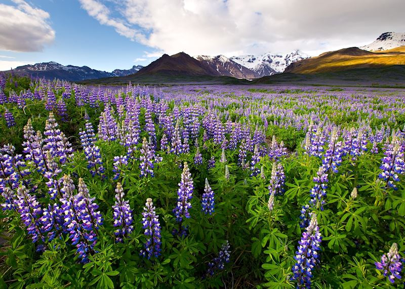 Lupines near Vatnajökull National Park