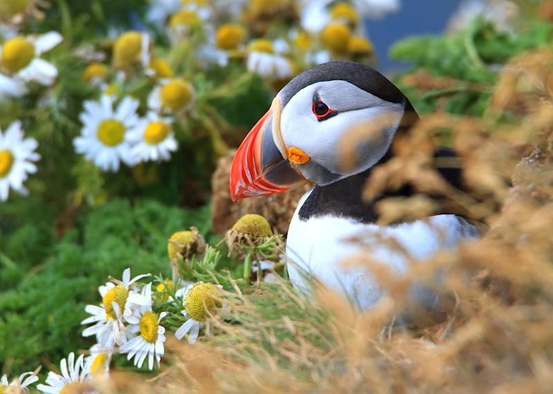 Puffin