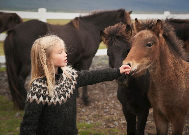 Icelandic horses