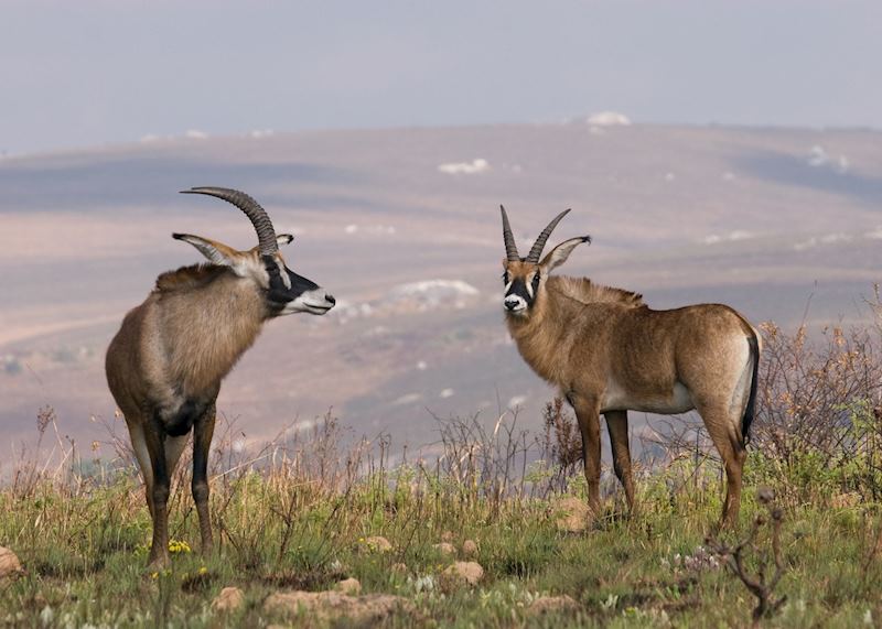 Roan antelope on the Nyika Plateau