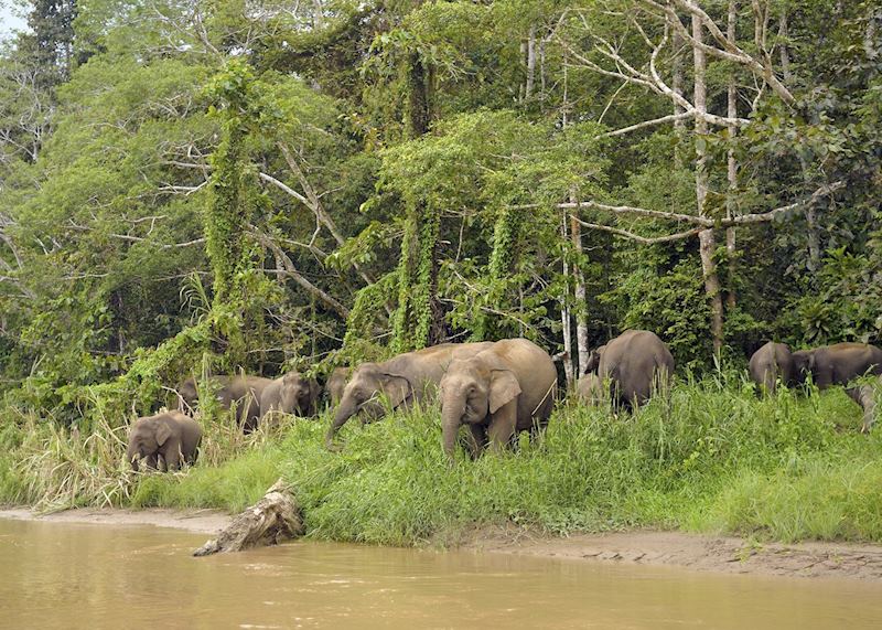 Pygmy elephant, Tabin Wildlife Reserve, Borneo