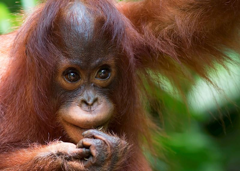 Baby Orangutan at the sanctuary