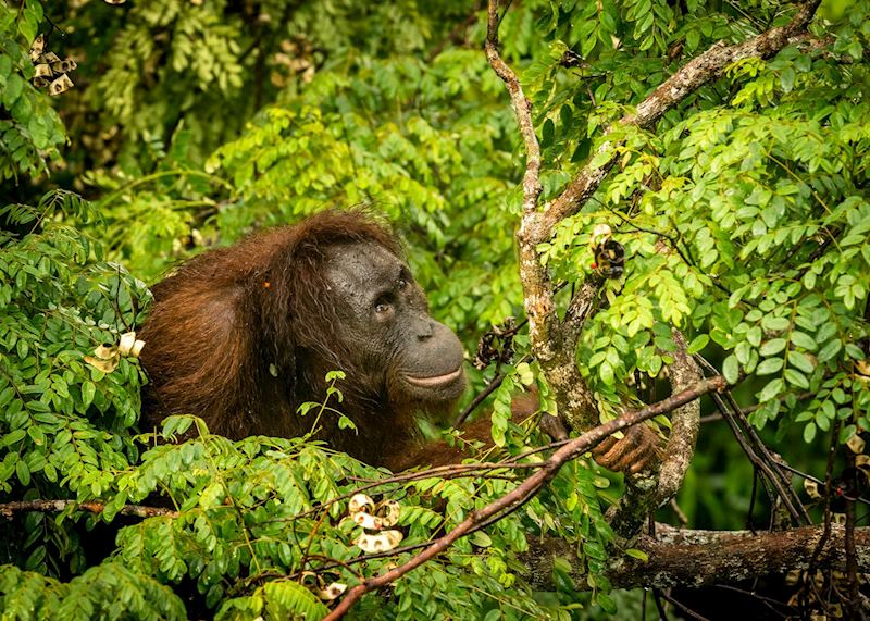 Orangutan in the canopy