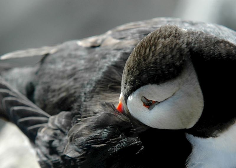 Puffin