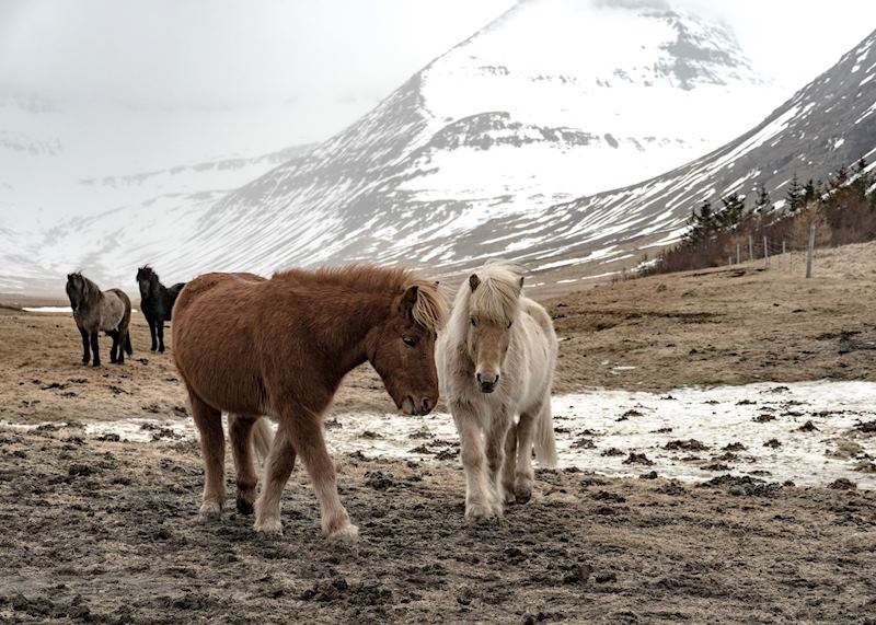 Icelandic horses