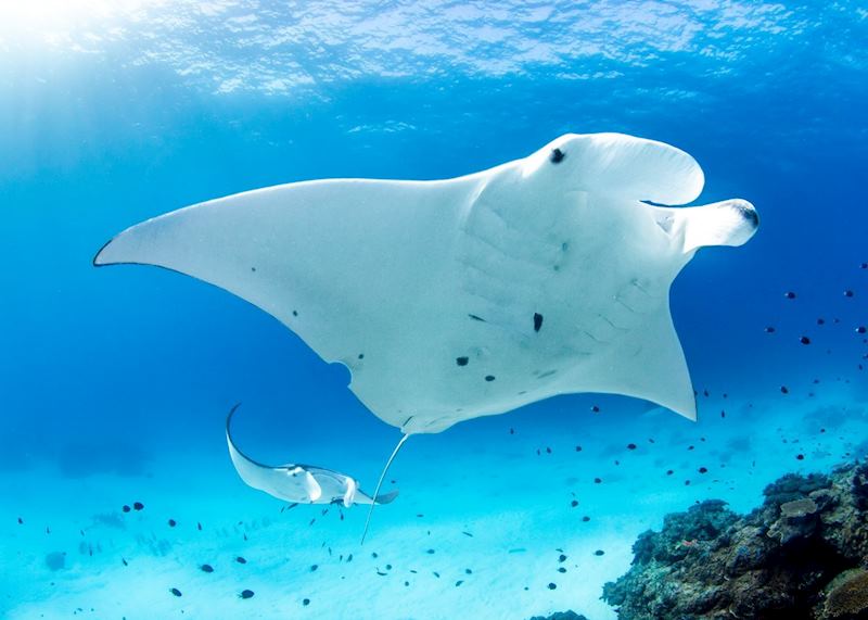 Lady Elliot Island, Lady Elliot Island