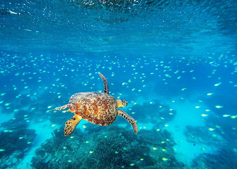 Lady Elliot Island, Lady Elliot Island