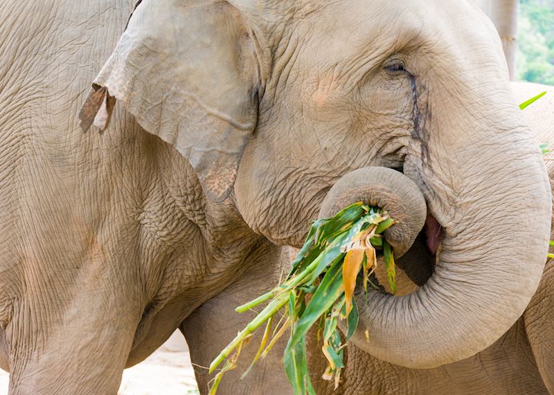 Asian elephant, Thailand 